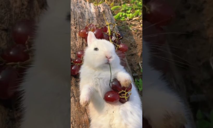 Cute animals Rabbit=😍🐰=#cutepets #cuteanimals #cutecat