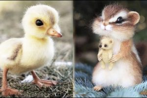 Cute baby animals Videos Compilation cute moment of the animals #17 Cutest Animals 2022