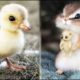 Cute baby animals Videos Compilation cute moment of the animals #17 Cutest Animals 2022