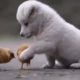Cute baby animals Videos Compilation cutest moment of the animals - Cutest Puppies