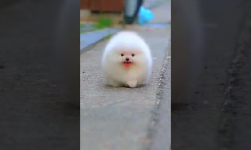 Cute pomeranian puppy running😱❤️🥺✨️|| cutest dogs in the internet😍
