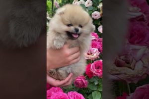 Cute puppie 📹 🥳🥸🥳🥳🥳 Compilation cutest moment of the animals - Cutest Puppies shorts