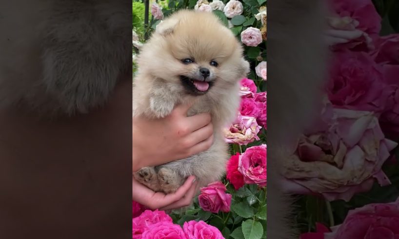 Cute puppie 📹 🥳🥸🥳🥳🥳 Compilation cutest moment of the animals - Cutest Puppies shorts