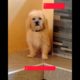 Cute puppies compilation 🐶🐶 #viralshortsvideo #viralshorts #shortvideo #shorts #puppy #puppies