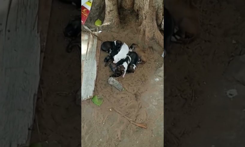 Cute puppies cutest in the world #nature #viral #cute #dog #puppy