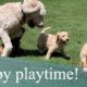 Cute puppies playing outside