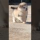 Cutest Dogs in the world and funny #shorts #viral #dogs #cutedogs #puppies