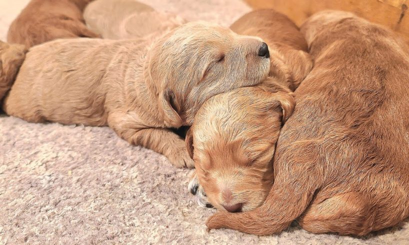 Cutest Newborn Baby Puppies Getting Clean By Mom | Labradoodle Giving Birth To Cutest Puppies