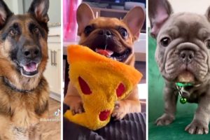 Cutest PUPPIES! 🐕 8 Minutes of Adorable Puppy Videos 🐕 (2023)