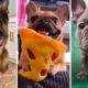 Cutest PUPPIES! 🐕 8 Minutes of Adorable Puppy Videos 🐕 (2023)