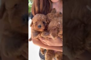 Cutest Puppies 💖