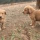 Cutest Puppies 4 Weeks Old Labradoodle Puppies Playing | Cute Puppies Video