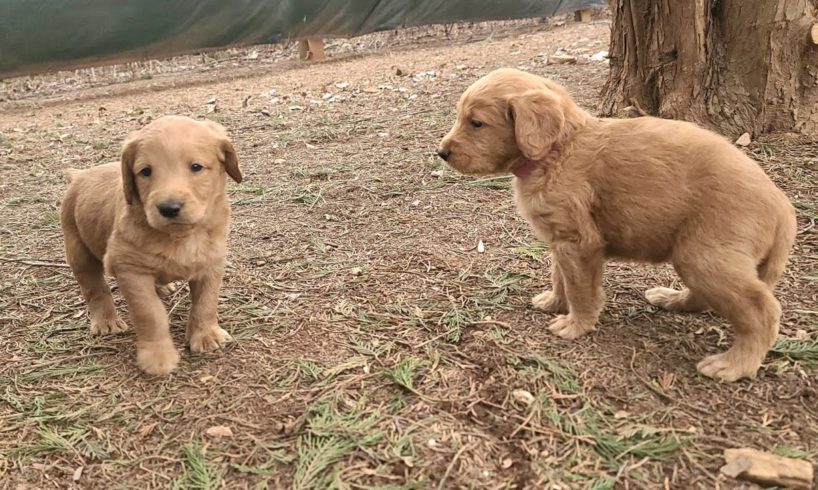 Cutest Puppies 4 Weeks Old Labradoodle Puppies Playing | Cute Puppies Video