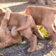 Cutest Puppies Playing Compilation | Cute Labradoodle Puppies Play Outside