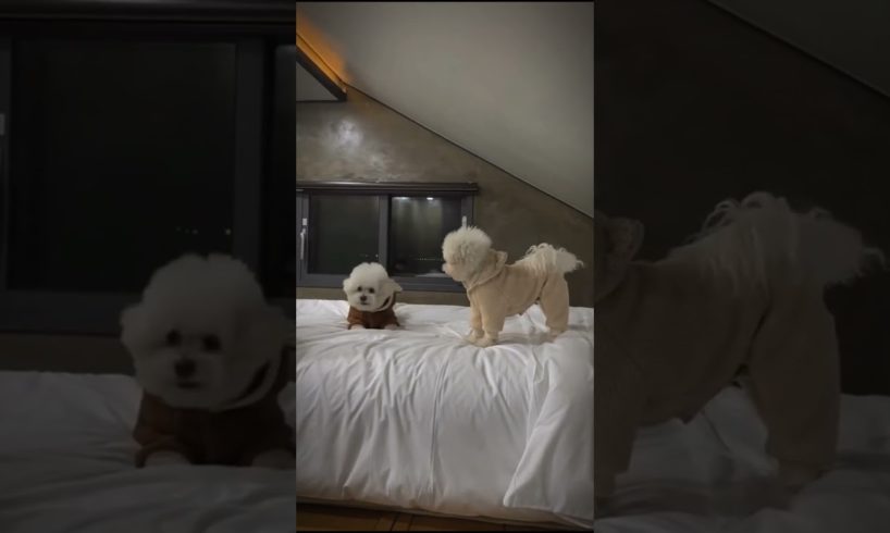 🥺 Cutest Puppies Reactions 💕 💖 EP-103 #kitten #dog #funny #shorts