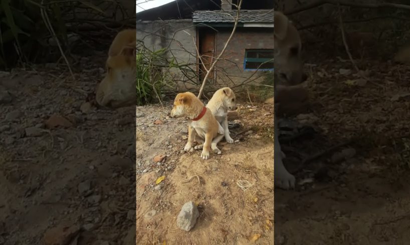 Cutest Puppies: The Good, The Bad, And The Ugly 🥰😘 || #shorts #video #videos #trending #viral #cute