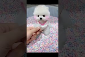 Cutest Puppies on the Internet - You Can't Watch Just One! #puppy #shorts #cutedogs