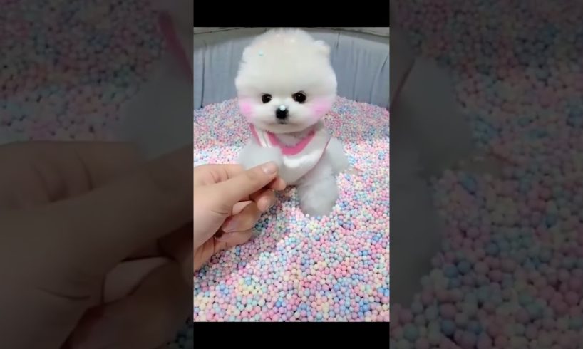 Cutest Puppies on the Internet - You Can't Watch Just One! #puppy #shorts #cutedogs