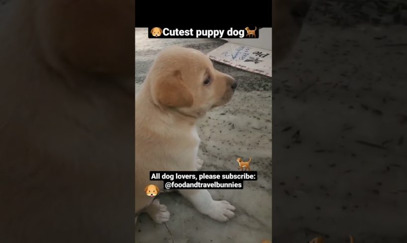 🐶Cutest Puppy Dog🐕 #shorts #ytshorts #dog #puppy #babydog #cutepuppy #puppylove #doglover #puppies