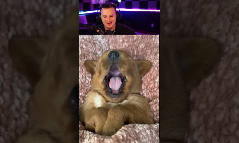 Cutest Puppy Yawns for the Camera