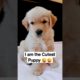 Cutest Puppy #lovelypet #puppies #cutepuppy_shorts #cutepuppy #goldenretriverpuppy #doglover #puppy
