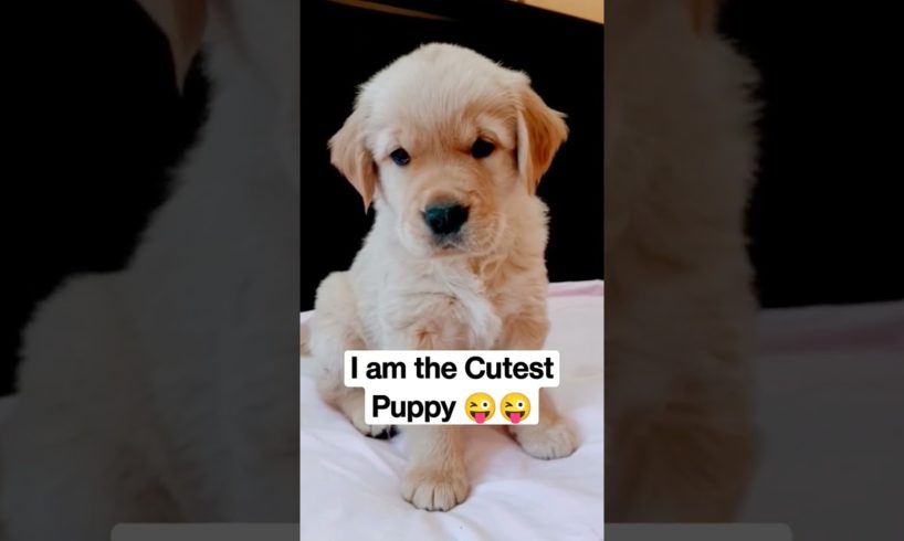 Cutest Puppy #lovelypet #puppies #cutepuppy_shorts #cutepuppy #goldenretriverpuppy #doglover #puppy