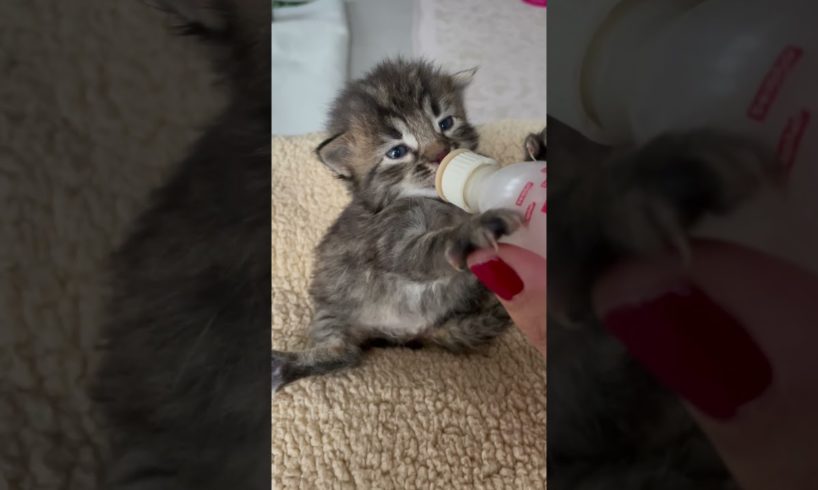 Cutest kitten drinking milk #cute #kittens #shorts