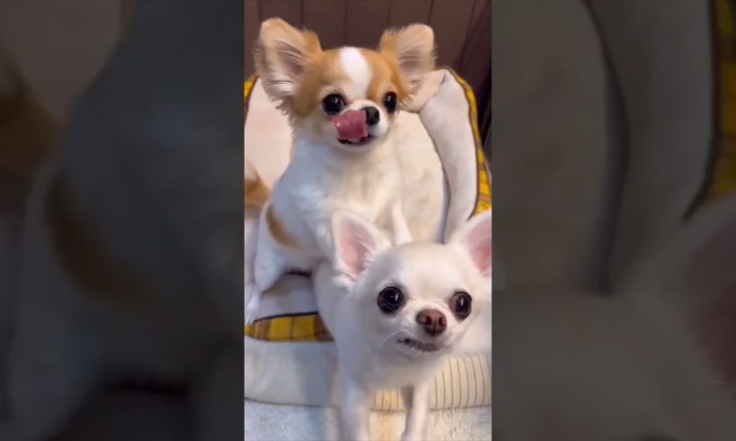 Cutest puppies 🐶 🐶 saying papa papa 💙 ❤️ 😍 💖 💕 #cute #dogs #puppy #youtubeshorts #doglover  #shorts