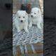 Cutest puppies #shortvideo #youtubeshorts #viral #nitinpethub #youtube #shorts @nitinpethub6042