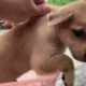 🔴 Cutest puppies videos 2023 🐶Cute Baby Animals 2023 video