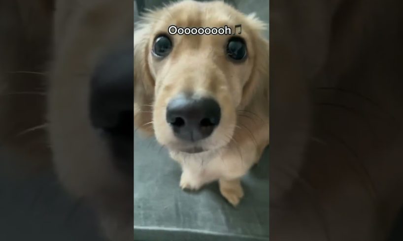 Cutest puppy ever? #pet #animals #puppy #dog #puppylove #cute #love #funny #dachshund #petlover