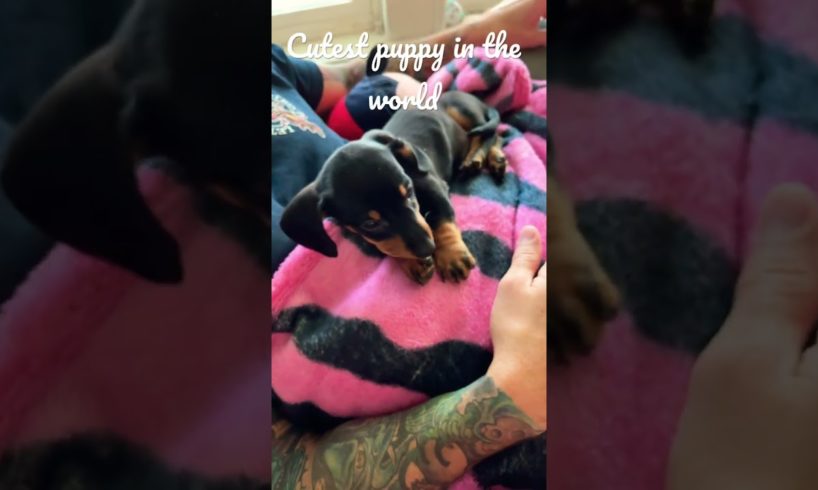 Cutest puppy in the world😍😍