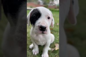 Cutest puppy #like #pitbull #cute #love #puppy #rottweiler #dog #puppies #innocent #peace #subscribe