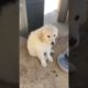 Cutest puppy!🐶🥰🔥 #puppies #shorts #cute #adorable #reel #pets #baby #viral #reels