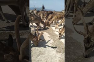 DEER #friendlydeer #lovelydeer #animal #wildanimallife #wildlife #travel #shorts #rohitmakwana