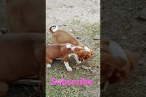 DOGS are playing #youtubeshorts #viral #shortsvideo #entertainment #animals #animalshort