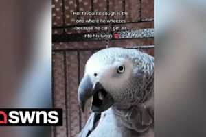 Dark-humoured parrot relentlessly mocks man with persistent cough | SWNS