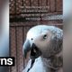 Dark-humoured parrot relentlessly mocks man with persistent cough | SWNS