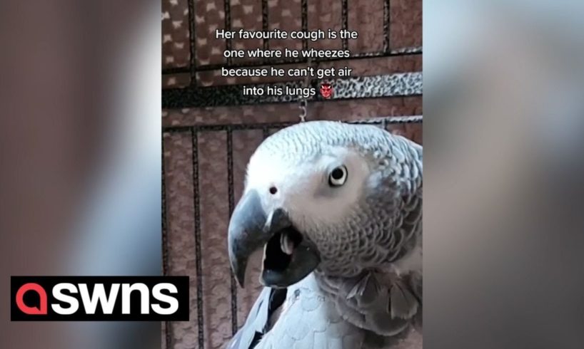 Dark-humoured parrot relentlessly mocks man with persistent cough | SWNS