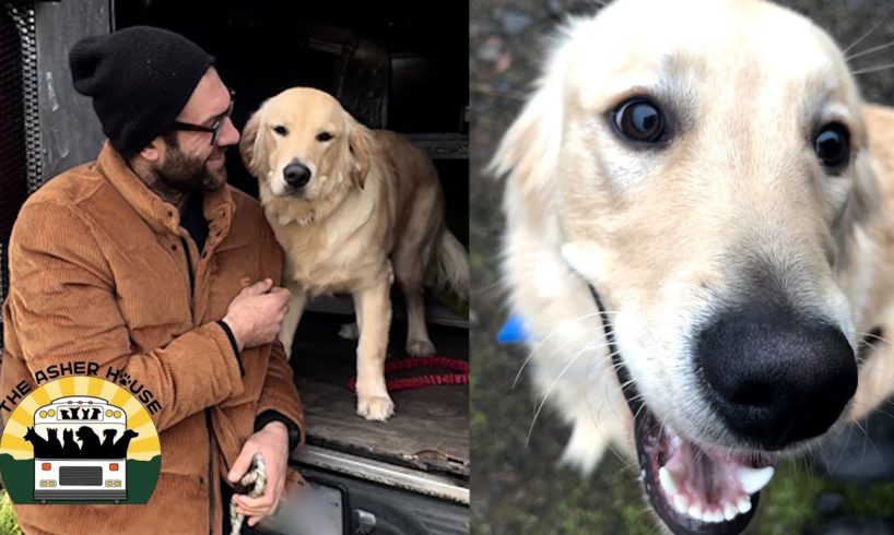 Dave kept running away from his previous owners and they had to give him up | The Asher House