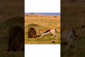 Deer fighting video. Wild animal fighting video.