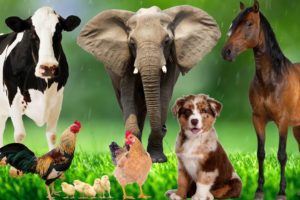 Distinguishing terrestrial animals - Horse, Elephant, Cat, Dog, Cow - Animal Sounds