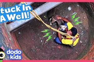 Dog Falls In Well And Needs A Whole Team Of Rescuers To Get Out | Dodo Kids | Rescued!