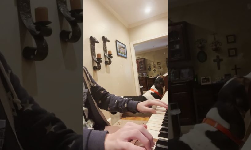 Dog Harasses His Mom To Play Piano | The Dodo