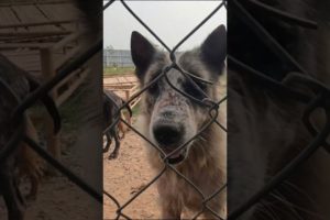 Dog Rescue Center | A Small Corner Inside Our Rescue Station