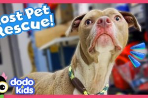 Dog Rescuers Won’t Quit Until They Find Lost Pet’s Family | Dodo Kids | Rescued!