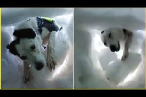 Dog Rescues a Man Buried in Snow is Heart Warming