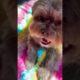 Dog chewing sound | top cutest puppies | Shorkie dog | best dogs videos | funny dogs pets animals