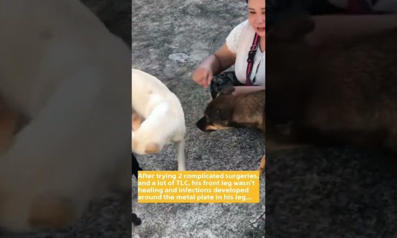 Dog doing amazingly well on 3 legs His story will your heart