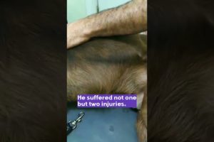 Dog suffers from a road accident forever handicapped